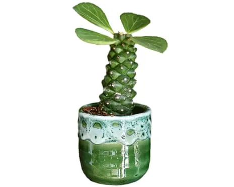 Can My Euphorbia Once Again Sprout Back?